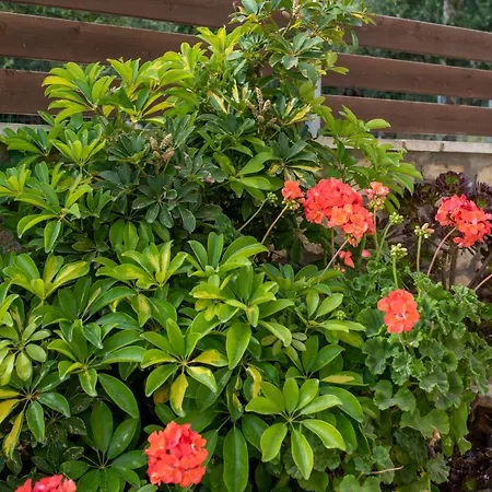 Melissa Luxury Apartman